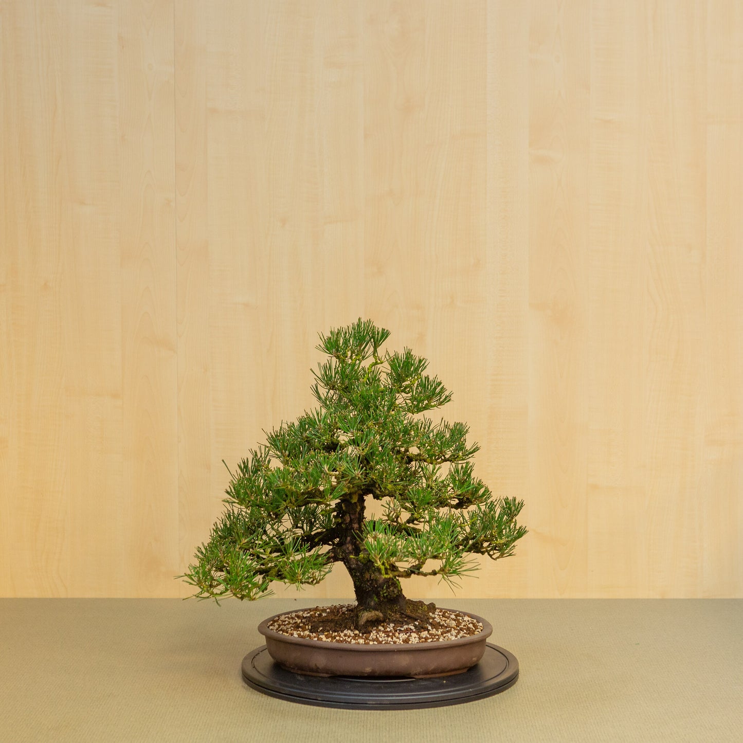 Buiten Bonsai Pinus thunbergii ongeglazuurde ovale pot 35 cm, hoogte ~49cm