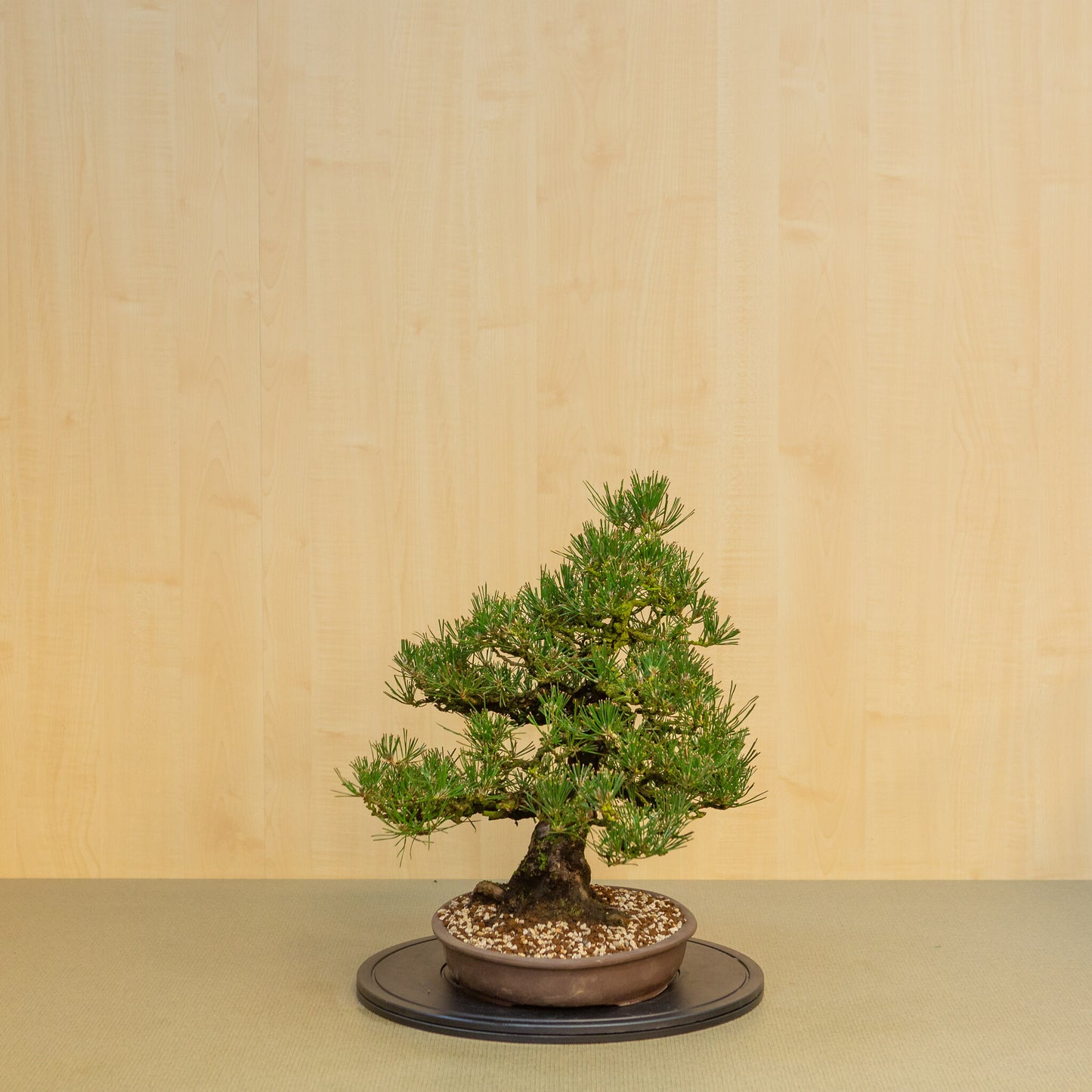 Buiten Bonsai Pinus thunbergii ongeglazuurde ovale pot 35 cm, hoogte ~49cm