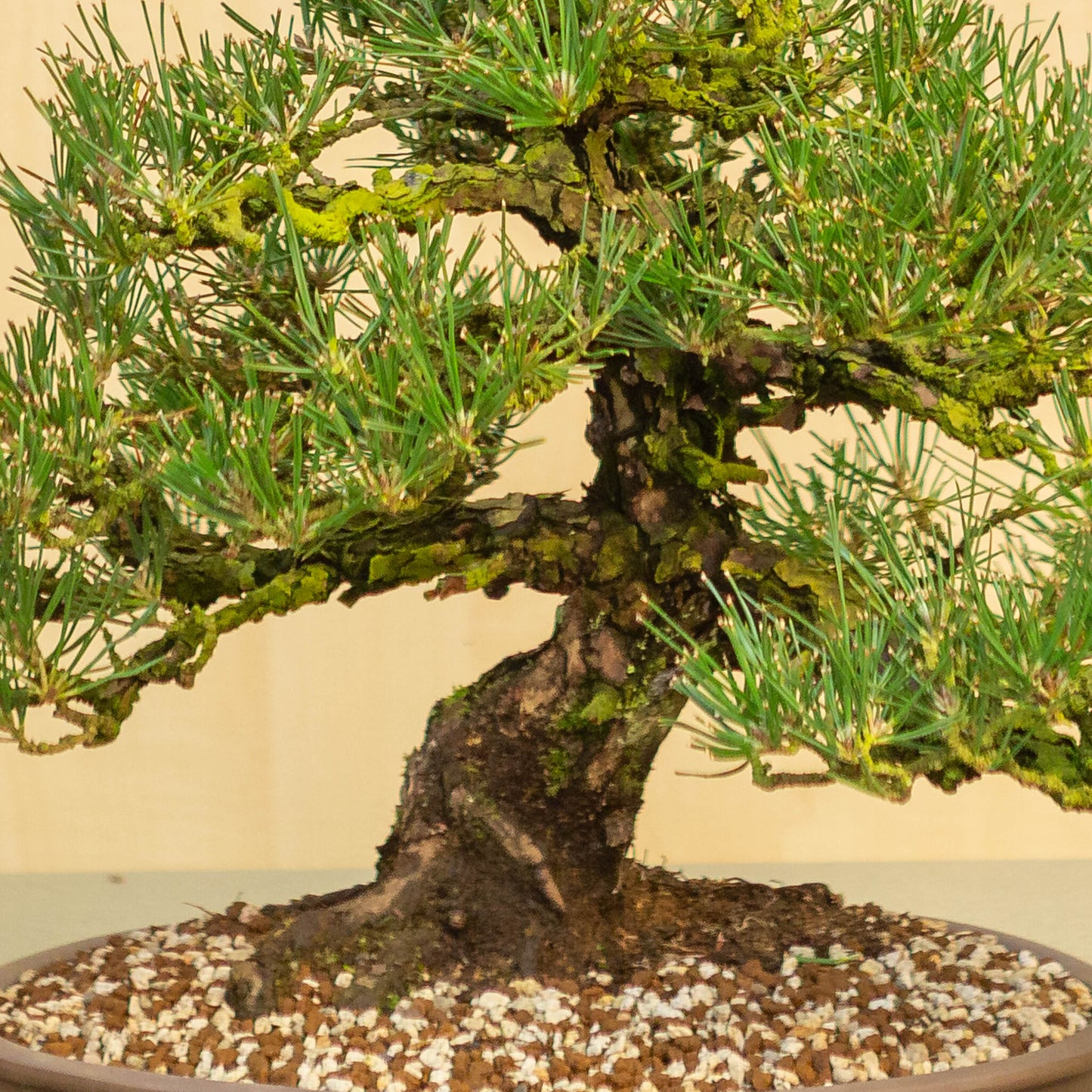 Buiten Bonsai Pinus thunbergii ongeglazuurde ovale pot 35 cm, hoogte ~49cm