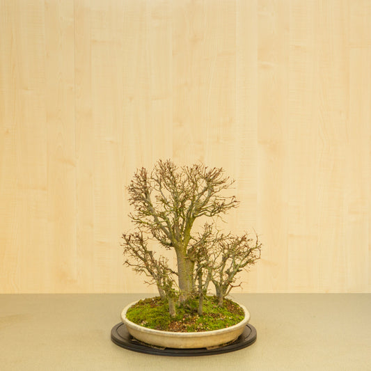 Bonsaï d'extérieur Zelkova serrata, pot ovale beige forêt, 47 cm, hauteur ~49 cm