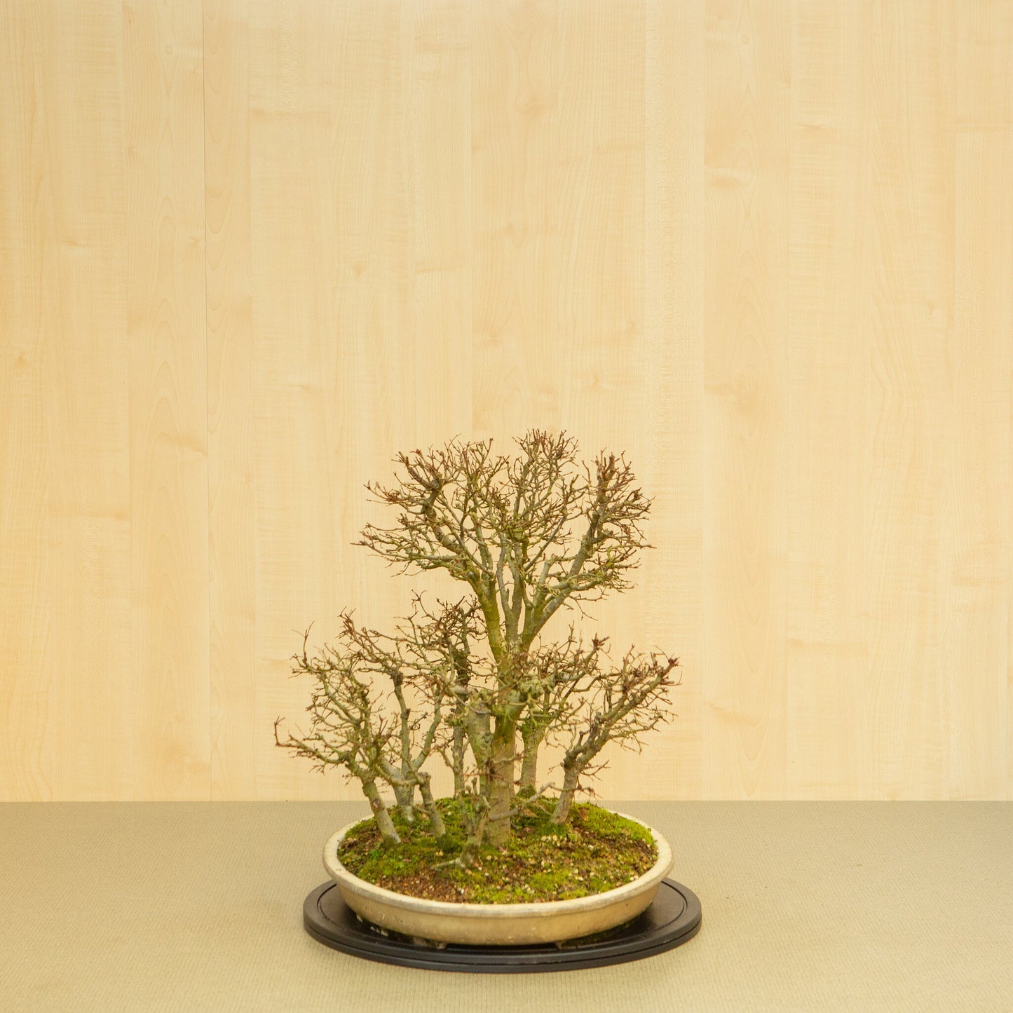 Buiten Bonsai Zelkova serrata bos beige ovale pot 47 cm, hoogte ~49 cm