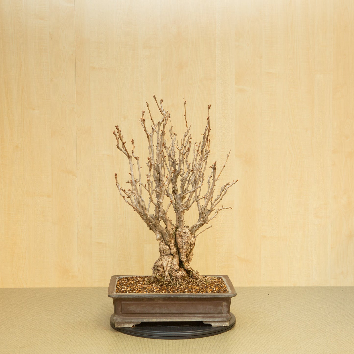 Buiten Bonsai Ginkgo biloba ongeglazuurde rechthoekige pot 39 cm, hoogte ~72 cm