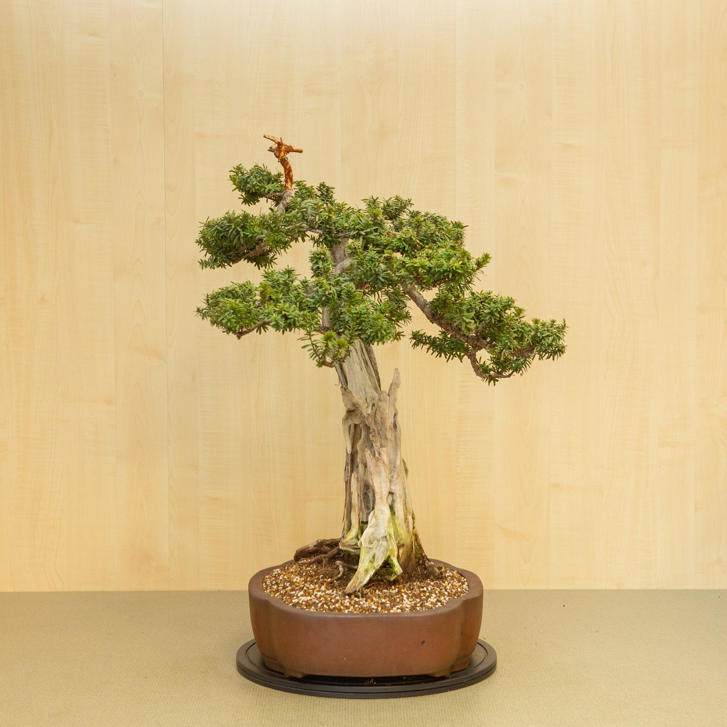 Buiten Bonsai Taxus cuspidata ongeglazuurde chrysant pot 42 cm, hoogte ~ 80 cm