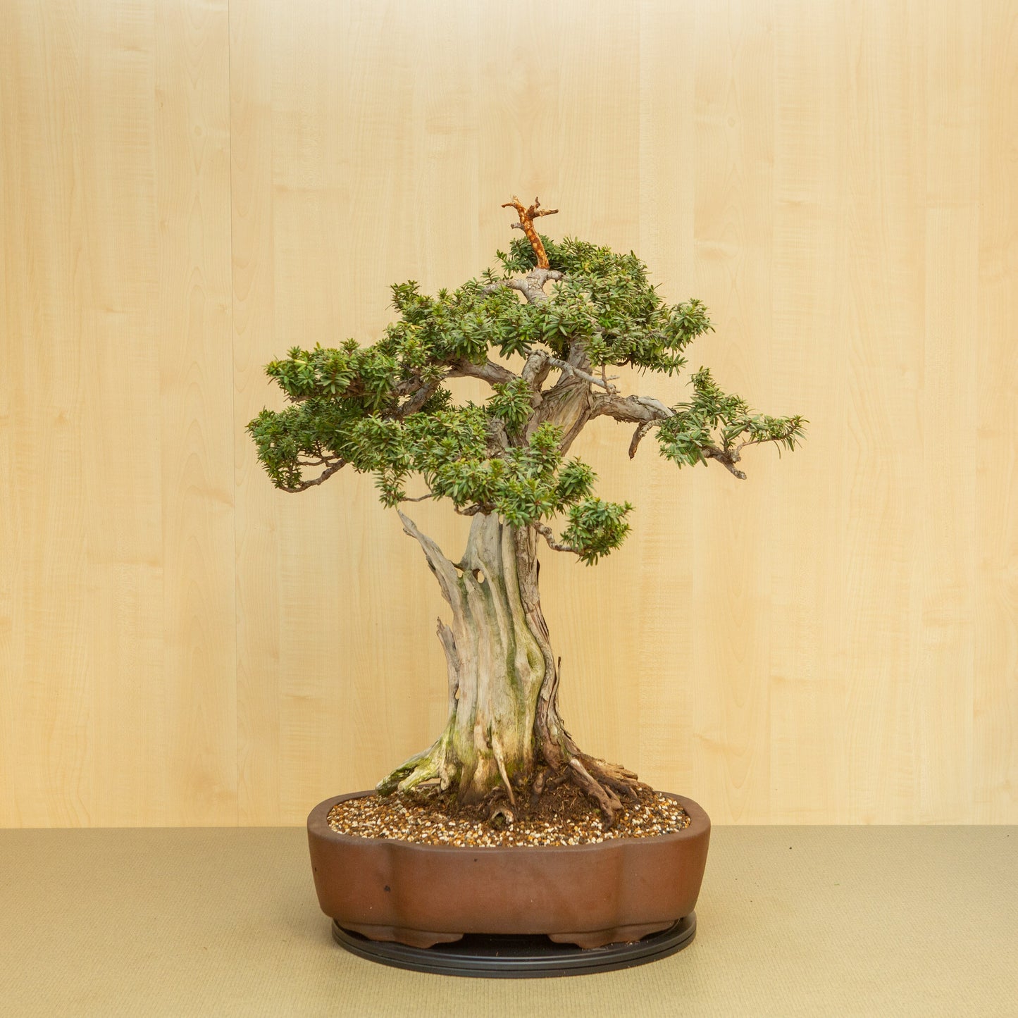 Buiten Bonsai Taxus cuspidata ongeglazuurde chrysant pot 42 cm, hoogte ~ 80 cm