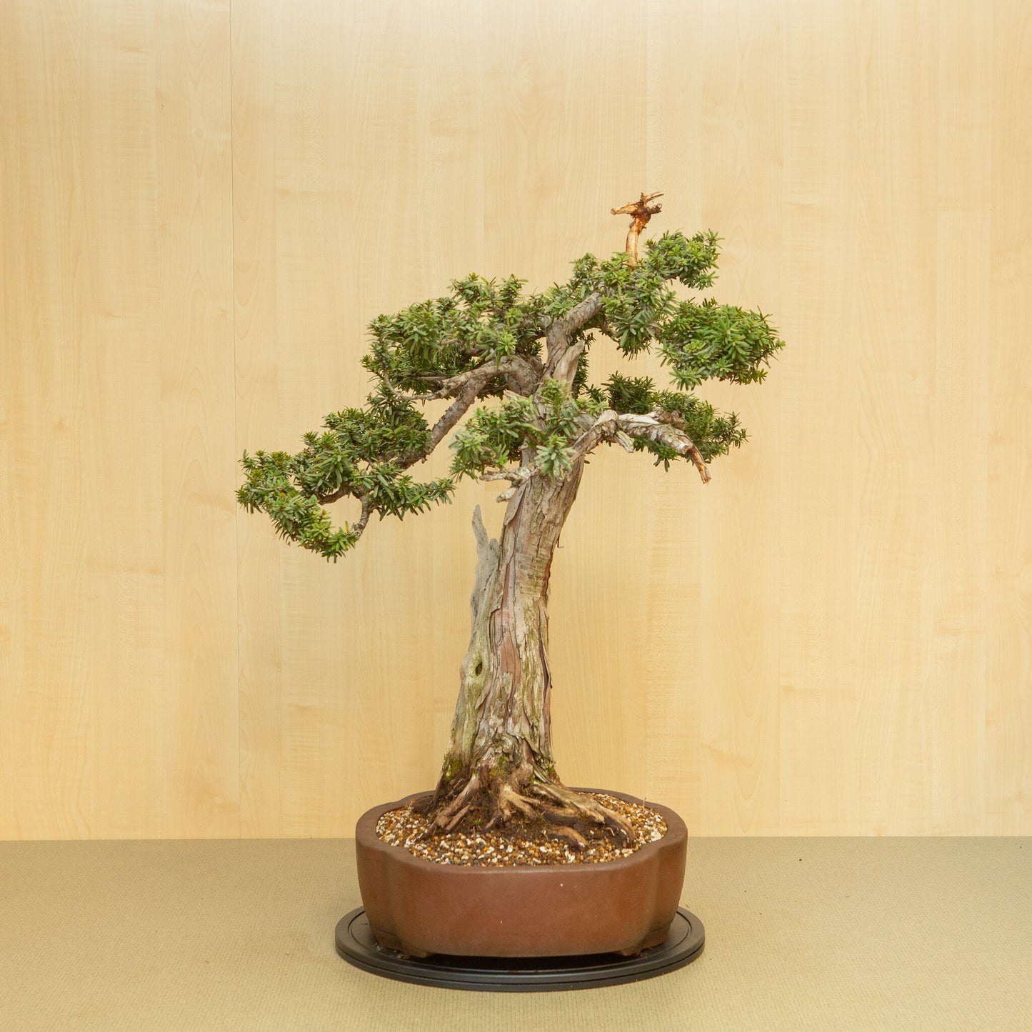Buiten Bonsai Taxus cuspidata ongeglazuurde chrysant pot 42 cm, hoogte ~ 80 cm