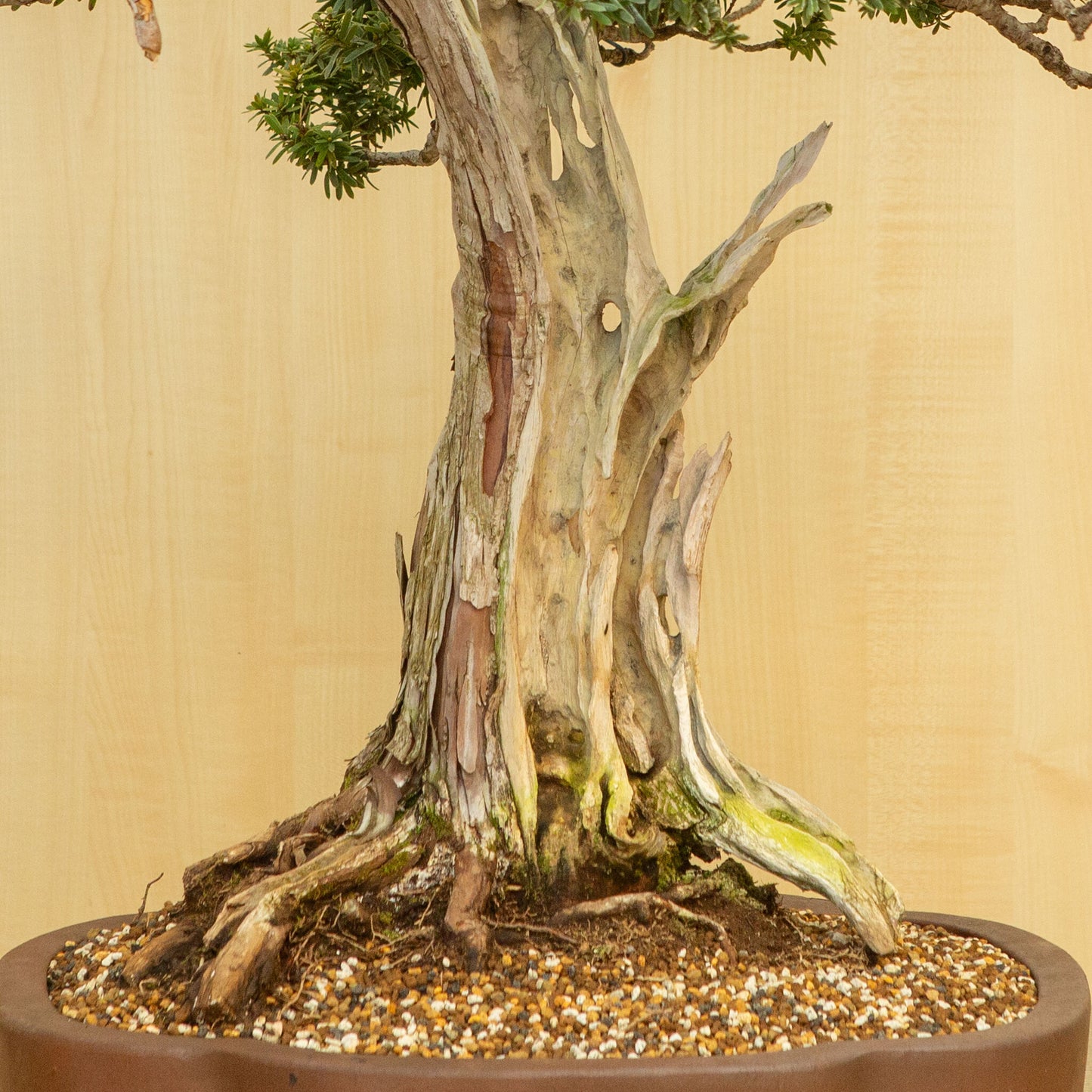 Buiten Bonsai Taxus cuspidata ongeglazuurde chrysant pot 42 cm, hoogte ~ 80 cm