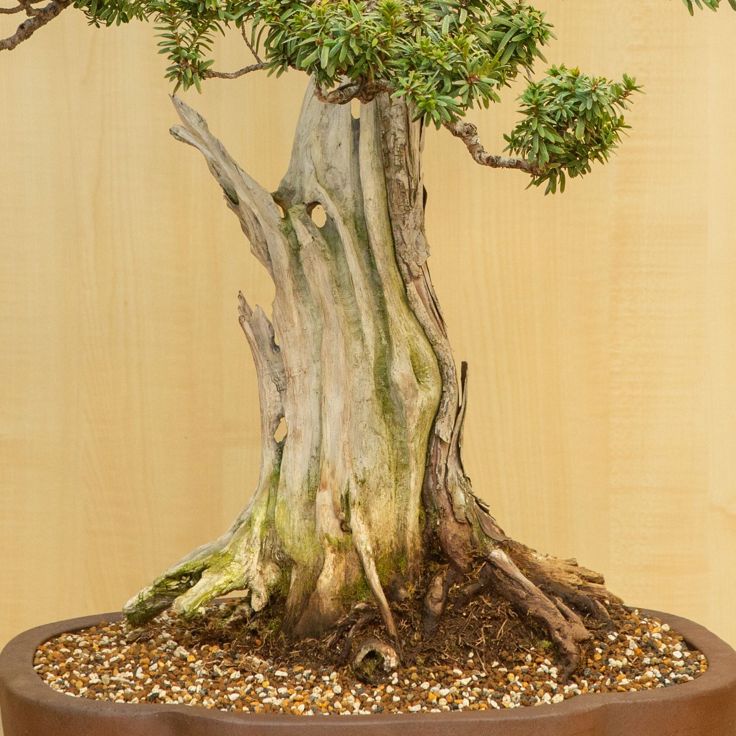 Buiten Bonsai Taxus cuspidata ongeglazuurde chrysant pot 42 cm, hoogte ~ 80 cm