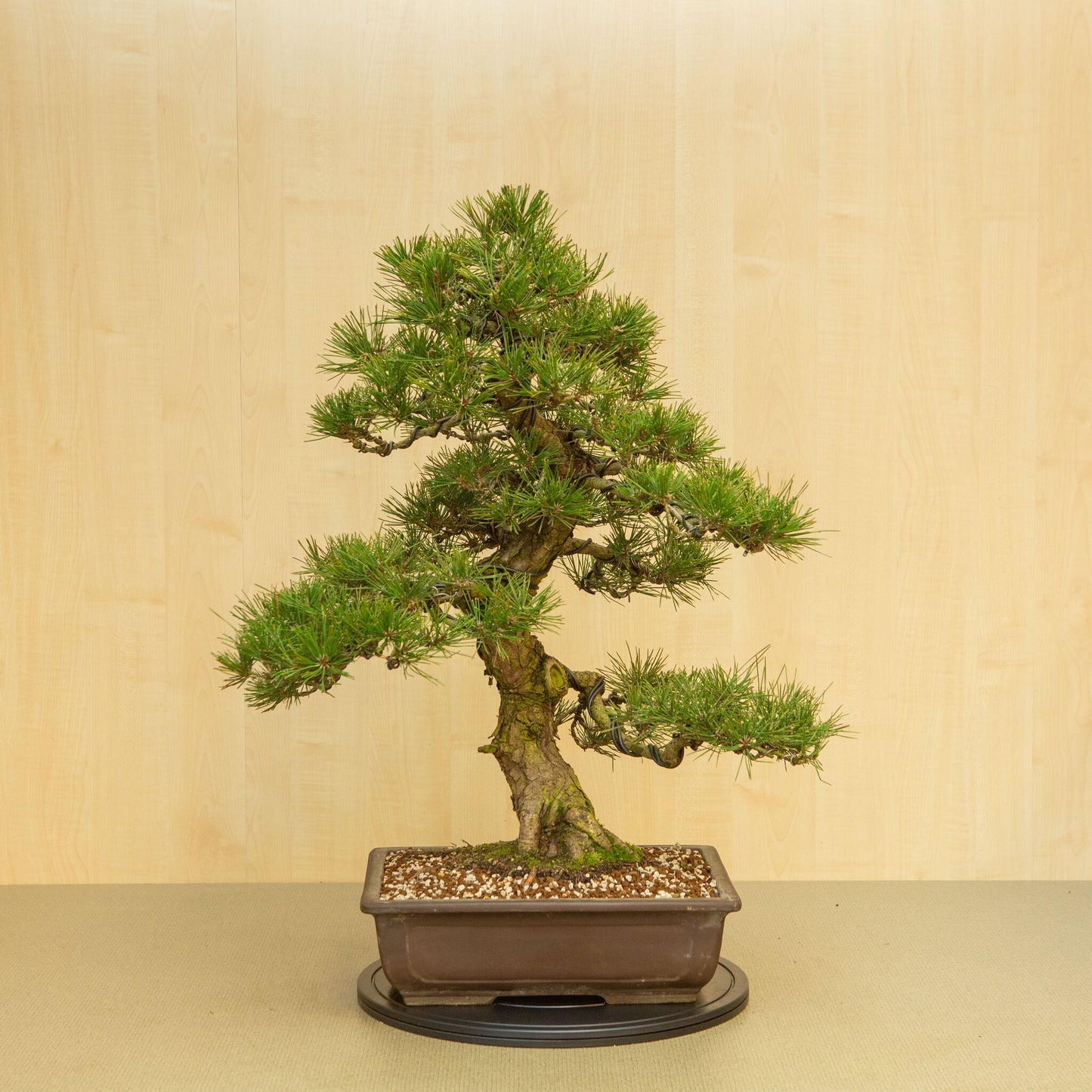 Buiten Bonsai Pinus thunbergii ongeglazuurde rechthoekige pot 37 cm, hoogte ~80 cm