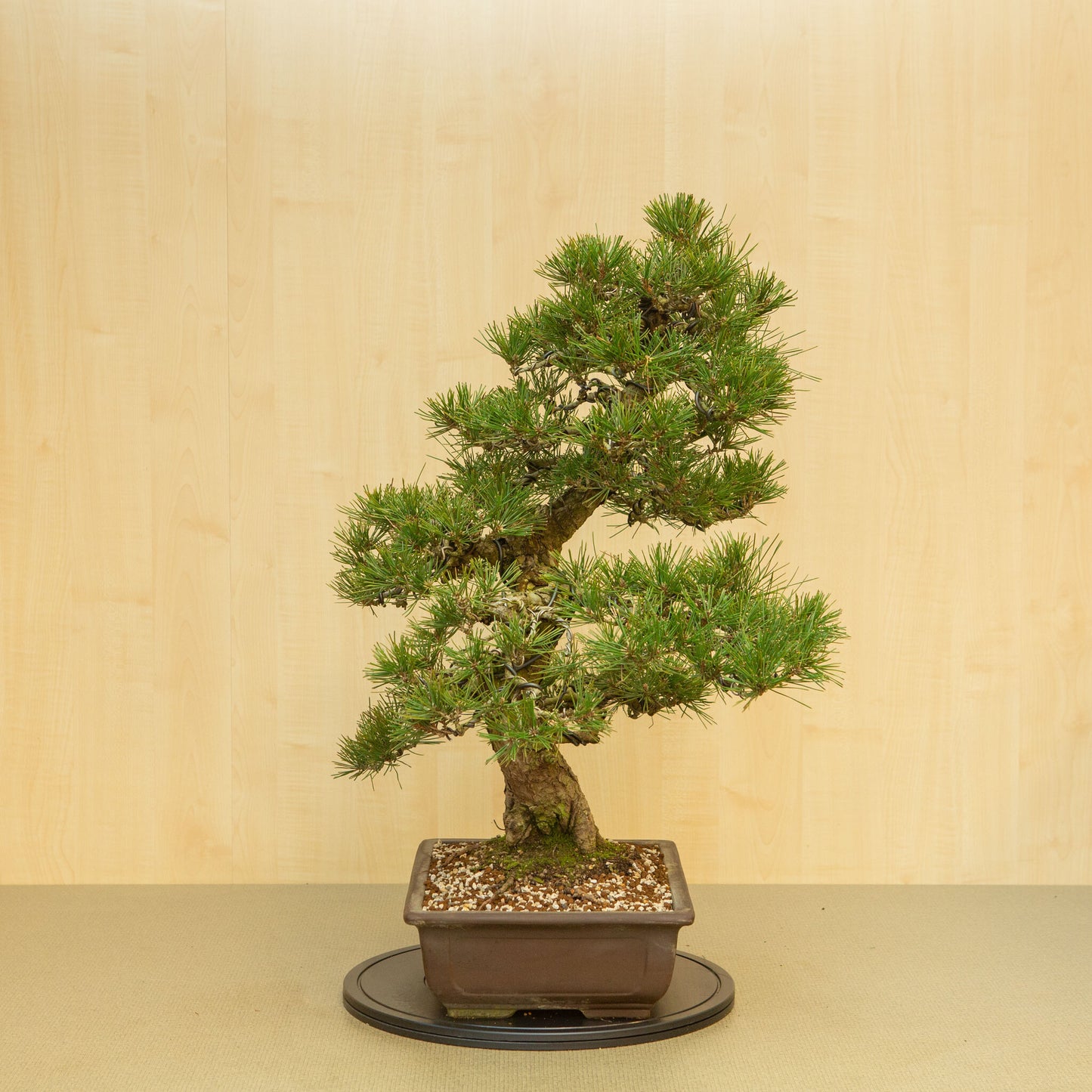 Buiten Bonsai Pinus thunbergii ongeglazuurde rechthoekige pot 37 cm, hoogte ~80 cm