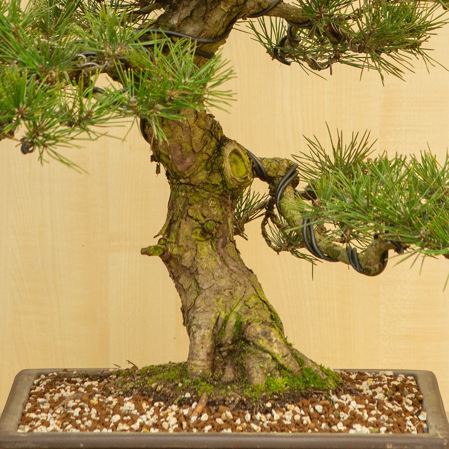 Buiten Bonsai Pinus thunbergii ongeglazuurde rechthoekige pot 37 cm, hoogte ~80 cm