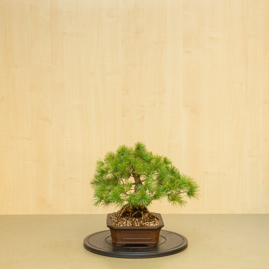 Bonsaï d'extérieur Pinus parviflora, pot Mokko non émaillé de 26 cm, hauteur ~37 cm