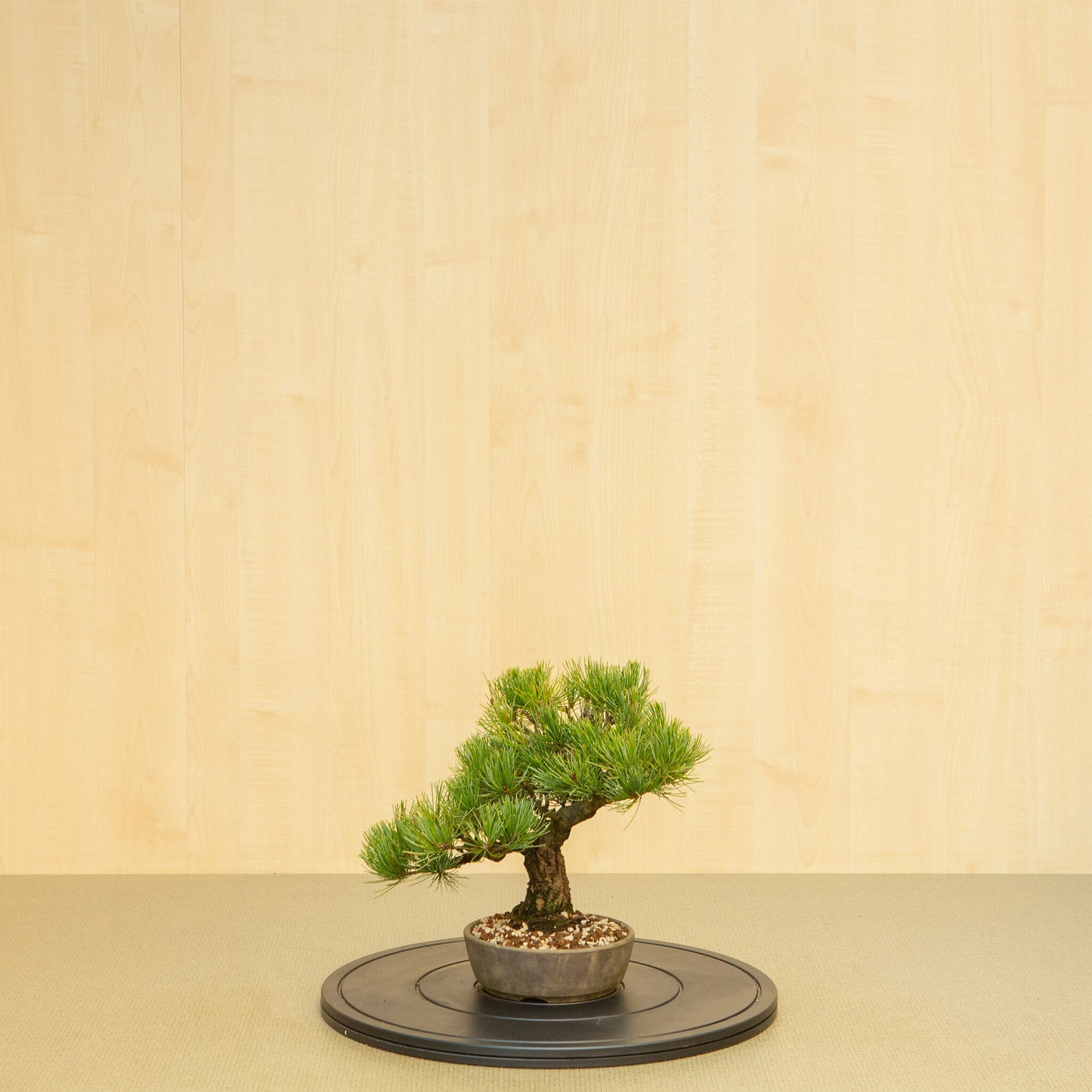 Buiten Bonsai Pinus parviflora ongeglazuurde ronde pot 16 cm, hoogte ~30 cm