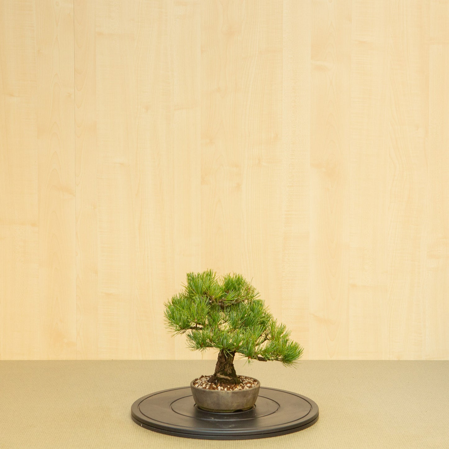 Buiten Bonsai Pinus parviflora ongeglazuurde ronde pot 16 cm, hoogte ~30 cm