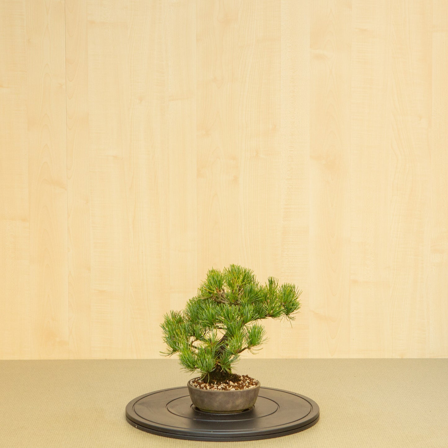 Buiten Bonsai Pinus parviflora ongeglazuurde ronde pot 16 cm, hoogte ~30 cm