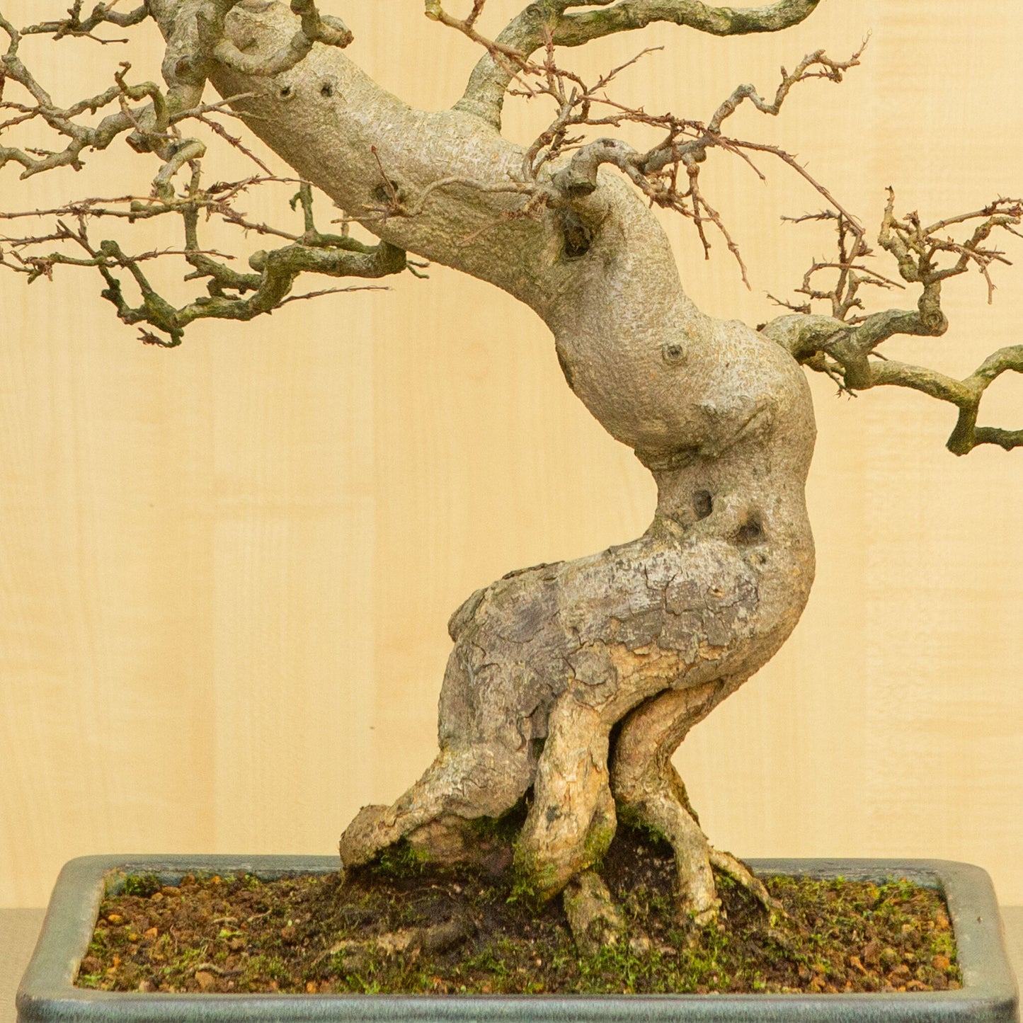 Bonsaï d'extérieur Carpinus coreana, pot rectangulaire bleu-vert de 34 cm, hauteur ~ 72 cm