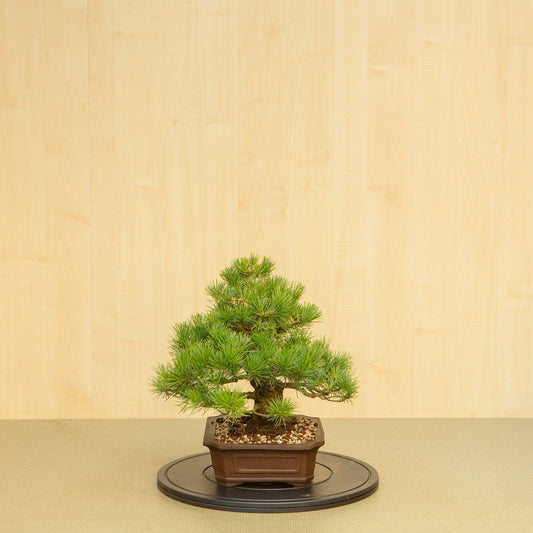 Bonsaï d'extérieur Pinus parviflora, pot Mokko non émaillé de 25 cm, hauteur ~39 cm