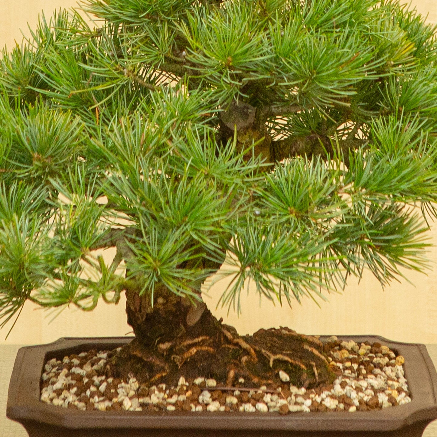 Bonsaï d'extérieur Pinus parviflora, pot Mokko non émaillé de 25 cm, hauteur ~39 cm