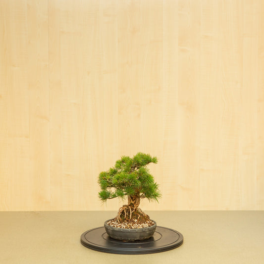 Bonsaï d'extérieur Pinus parviflora, pot rond non émaillé de 20 cm, hauteur ~32 cm