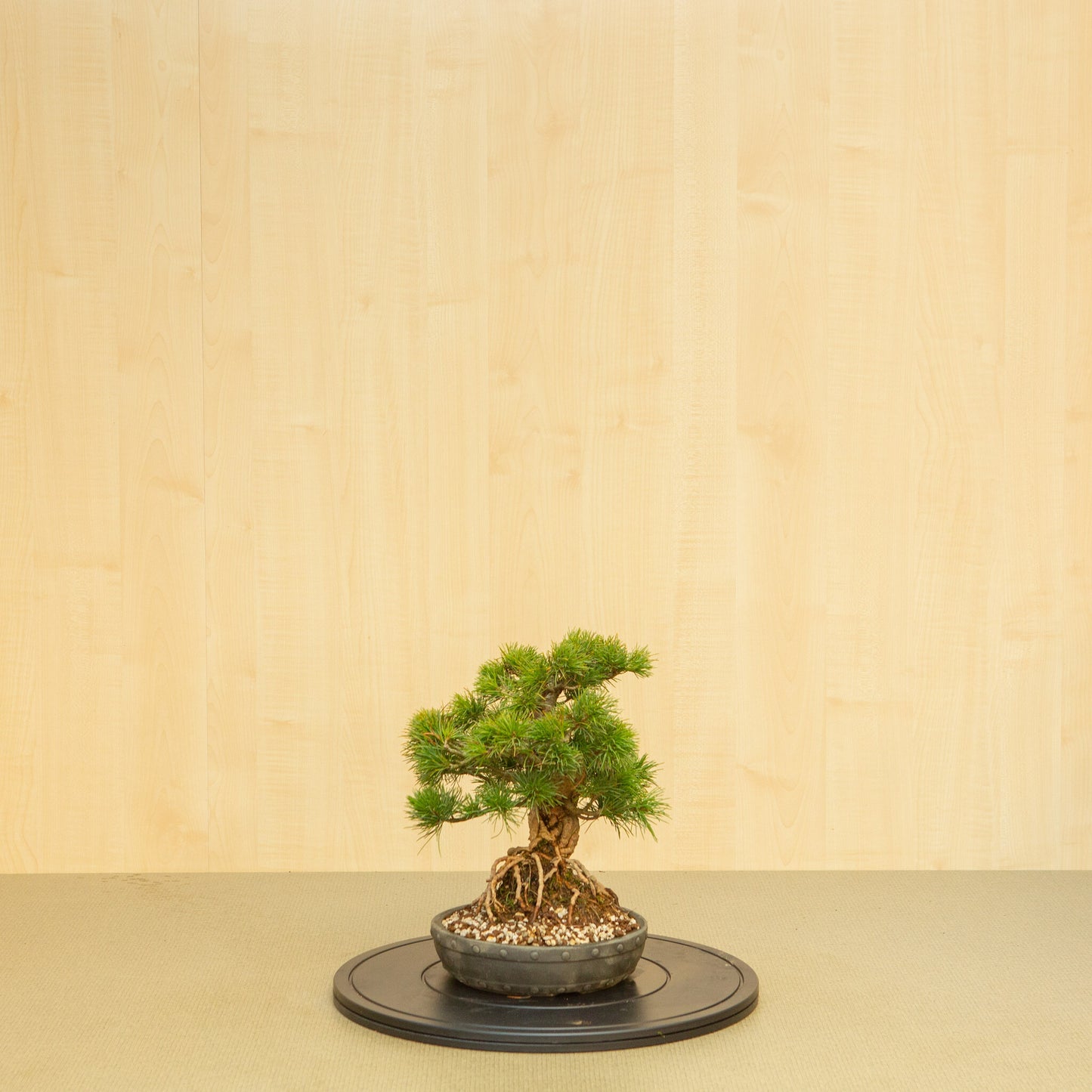 Buiten Bonsai Pinus parviflora ongeglazuurde ronde trommel pot 20 cm, hoogte ~32 cm