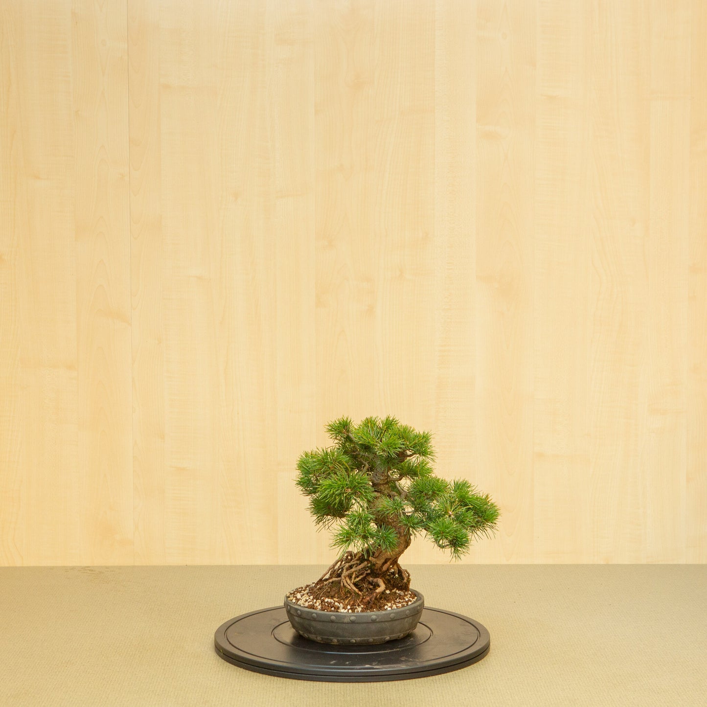 Buiten Bonsai Pinus parviflora ongeglazuurde ronde trommel pot 20 cm, hoogte ~32 cm