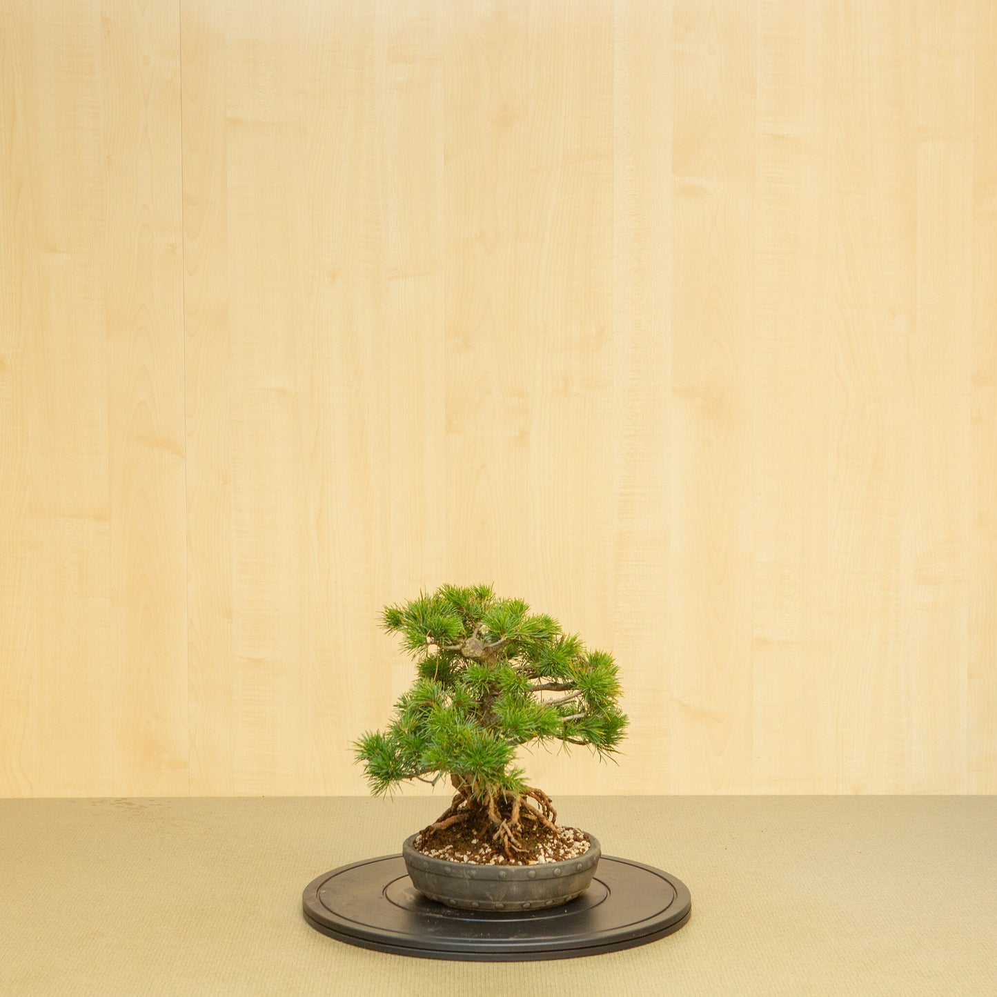 Buiten Bonsai Pinus parviflora ongeglazuurde ronde trommel pot 20 cm, hoogte ~32 cm