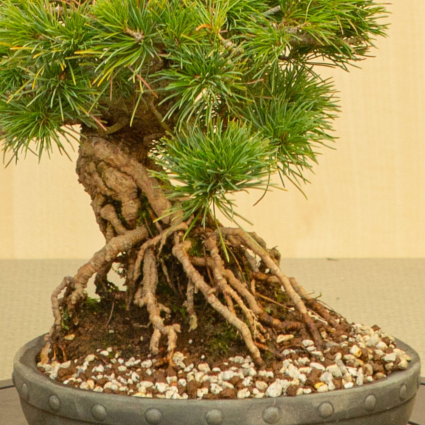 Buiten Bonsai Pinus parviflora ongeglazuurde ronde trommel pot 20 cm, hoogte ~32 cm