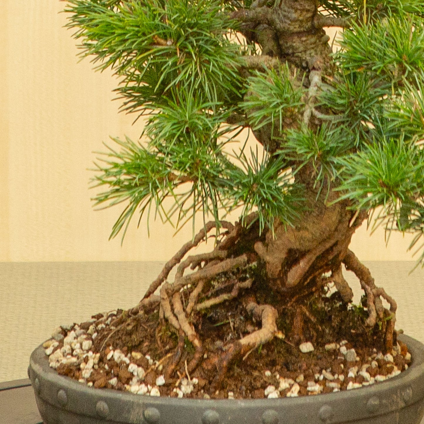 Buiten Bonsai Pinus parviflora ongeglazuurde ronde trommel pot 20 cm, hoogte ~32 cm