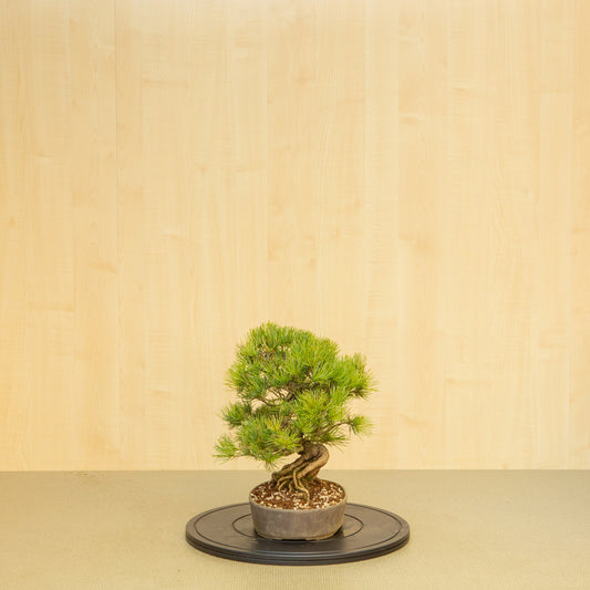 Bonsaï d'extérieur Pinus parviflora, pot ovale non émaillé de 25 cm, hauteur ~37 cm