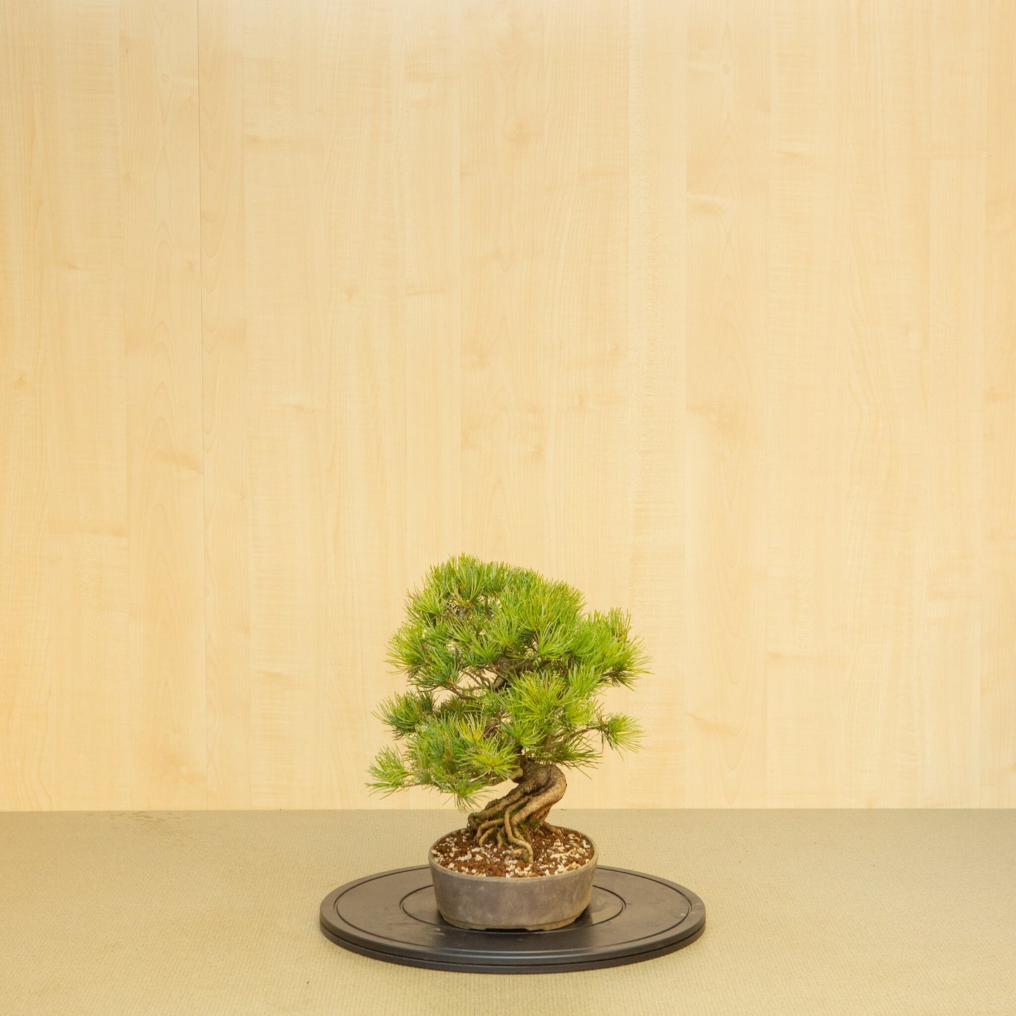 Buiten Bonsai Pinus parviflora ongeglazuurde ovale pot 25 cm, hoogte ~37 cm
