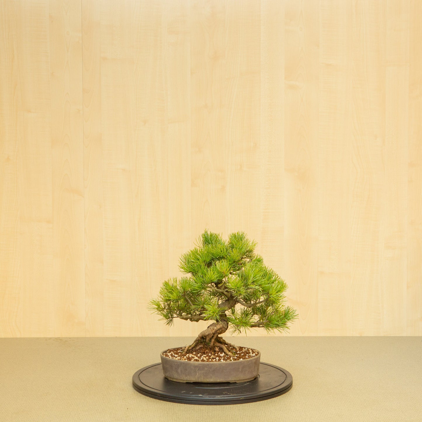 Buiten Bonsai Pinus parviflora ongeglazuurde ovale pot 25 cm, hoogte ~37 cm
