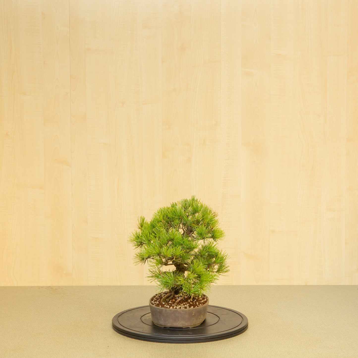 Buiten Bonsai Pinus parviflora ongeglazuurde ovale pot 25 cm, hoogte ~37 cm