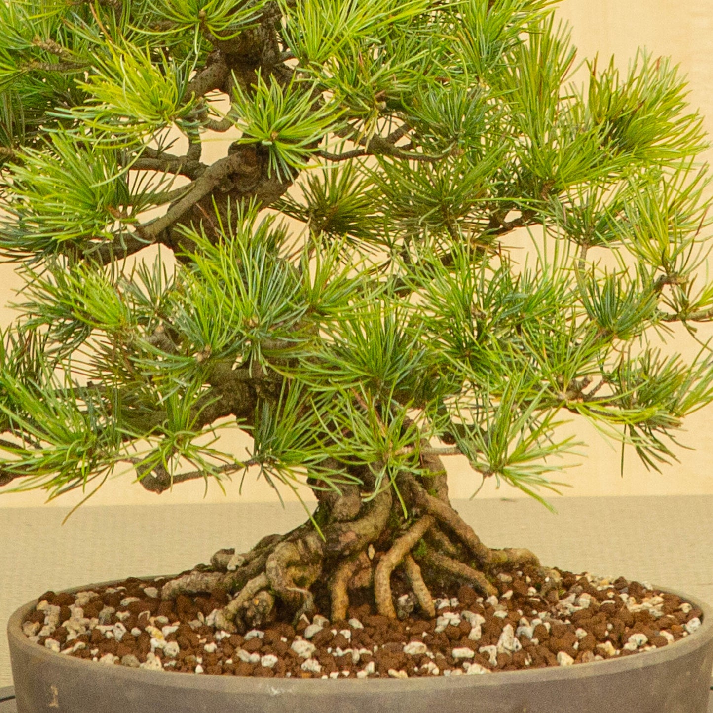 Buiten Bonsai Pinus parviflora ongeglazuurde ovale pot 25 cm, hoogte ~37 cm