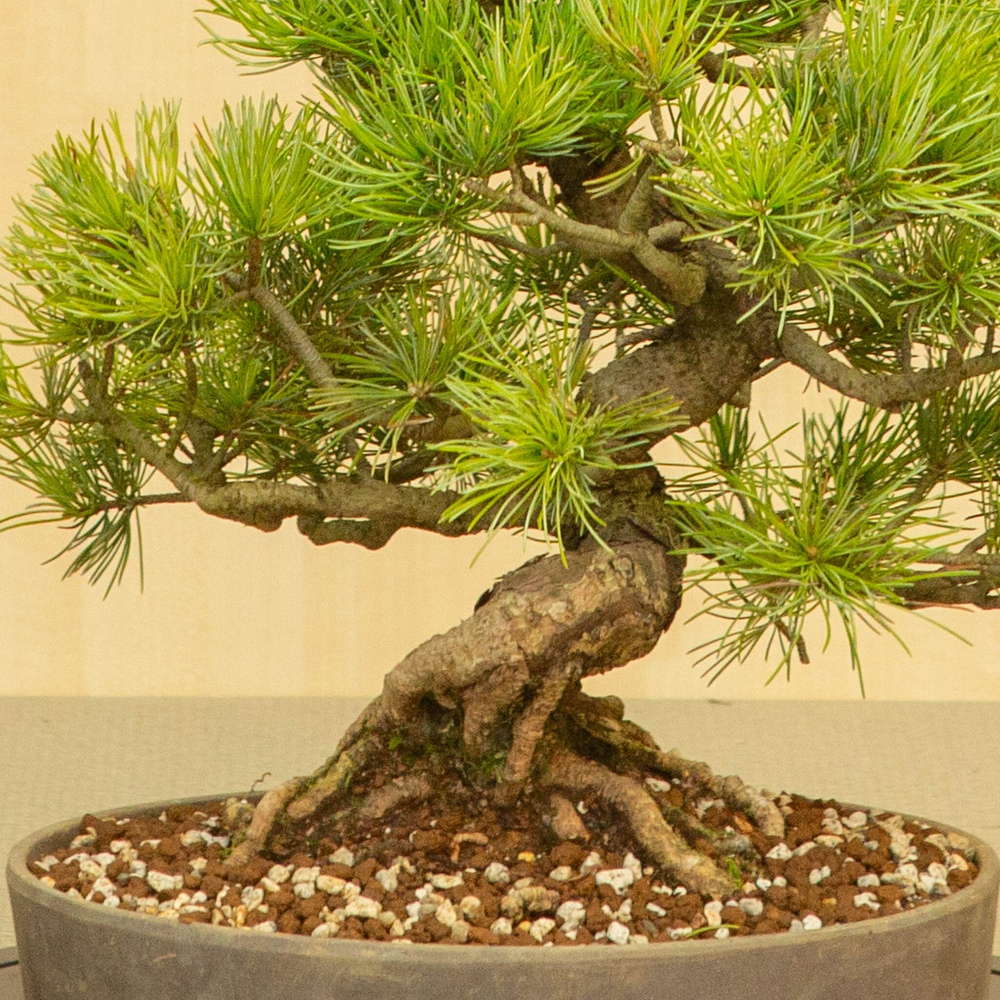 Buiten Bonsai Pinus parviflora ongeglazuurde ovale pot 25 cm, hoogte ~37 cm