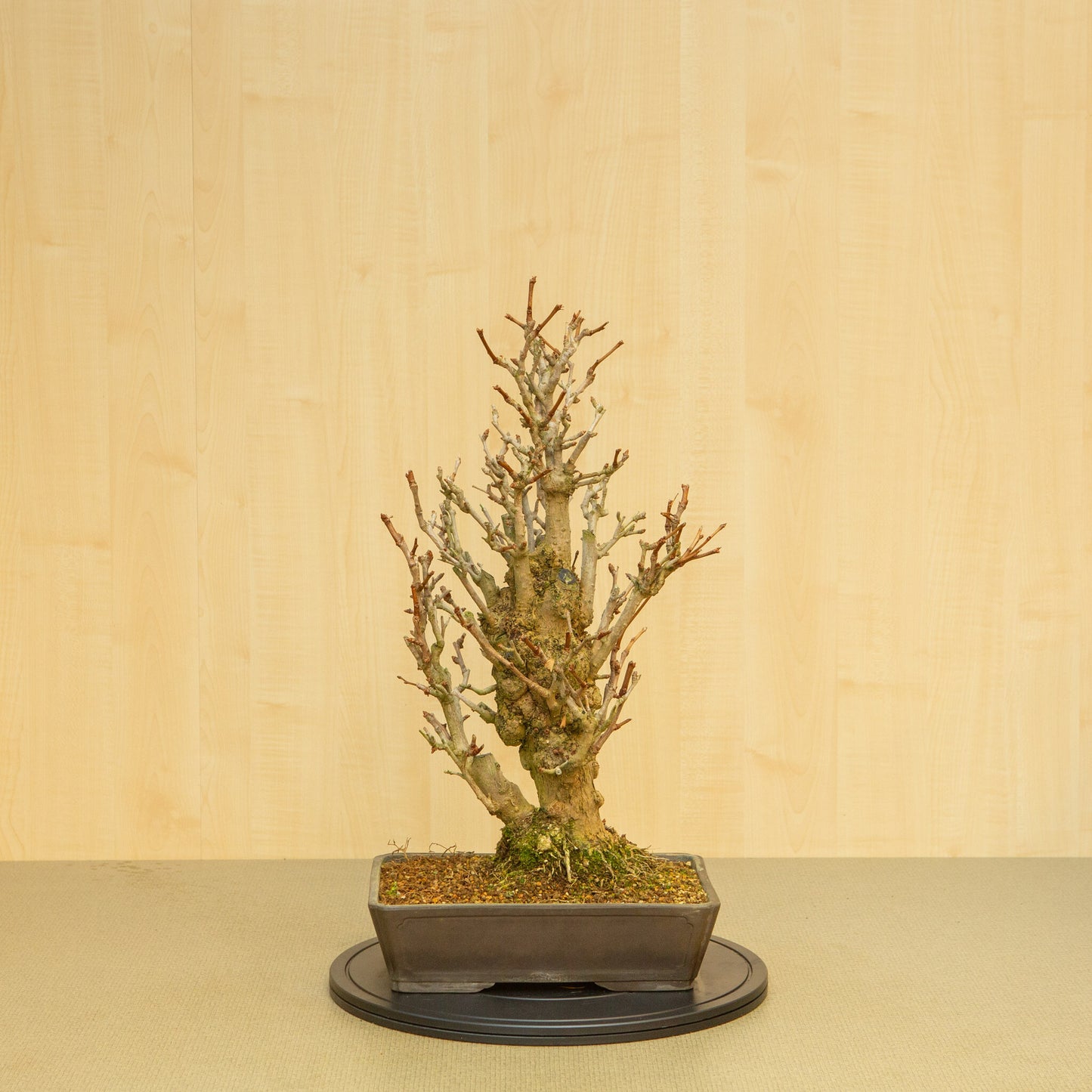 Buiten Bonsai Ginkgo biloba ongeglazuurde rechthoekige pot 32 cm, hoogte ~63 cm