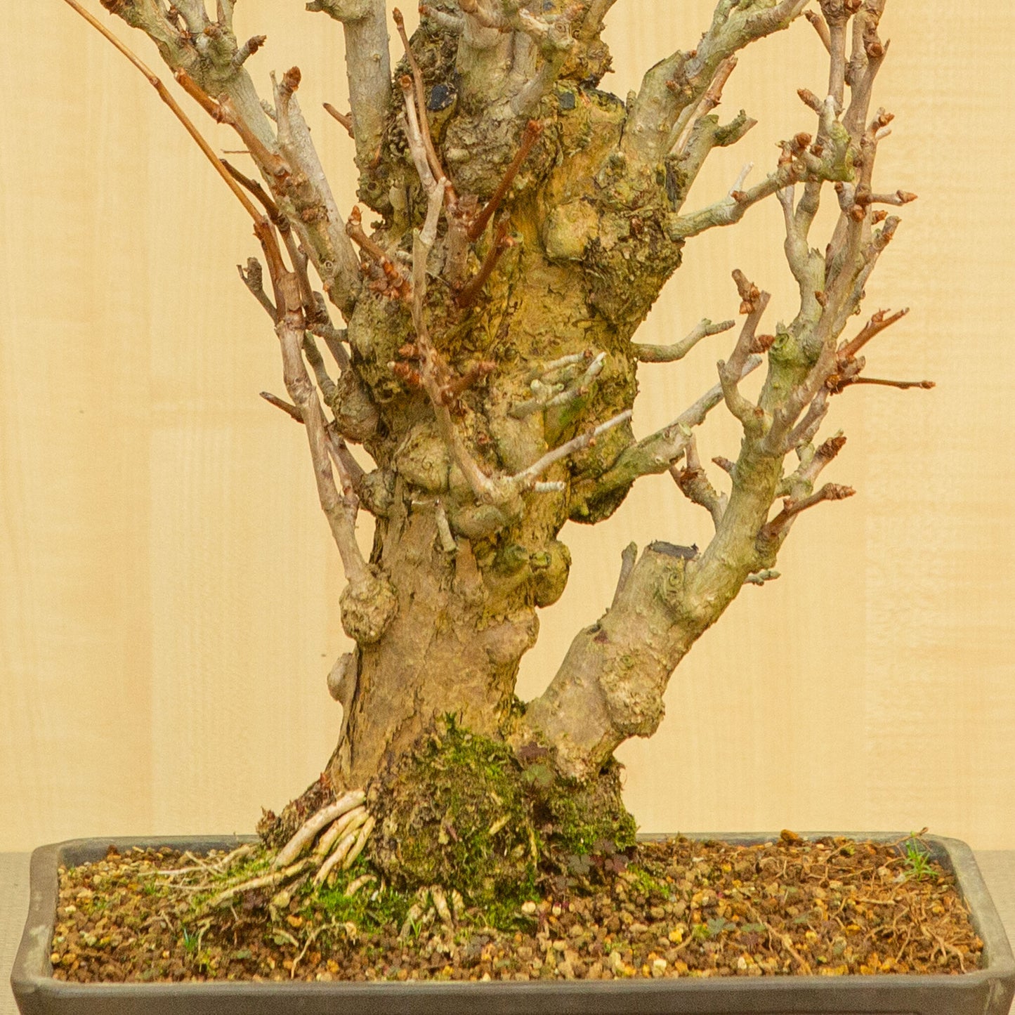 Buiten Bonsai Ginkgo biloba ongeglazuurde rechthoekige pot 32 cm, hoogte ~63 cm
