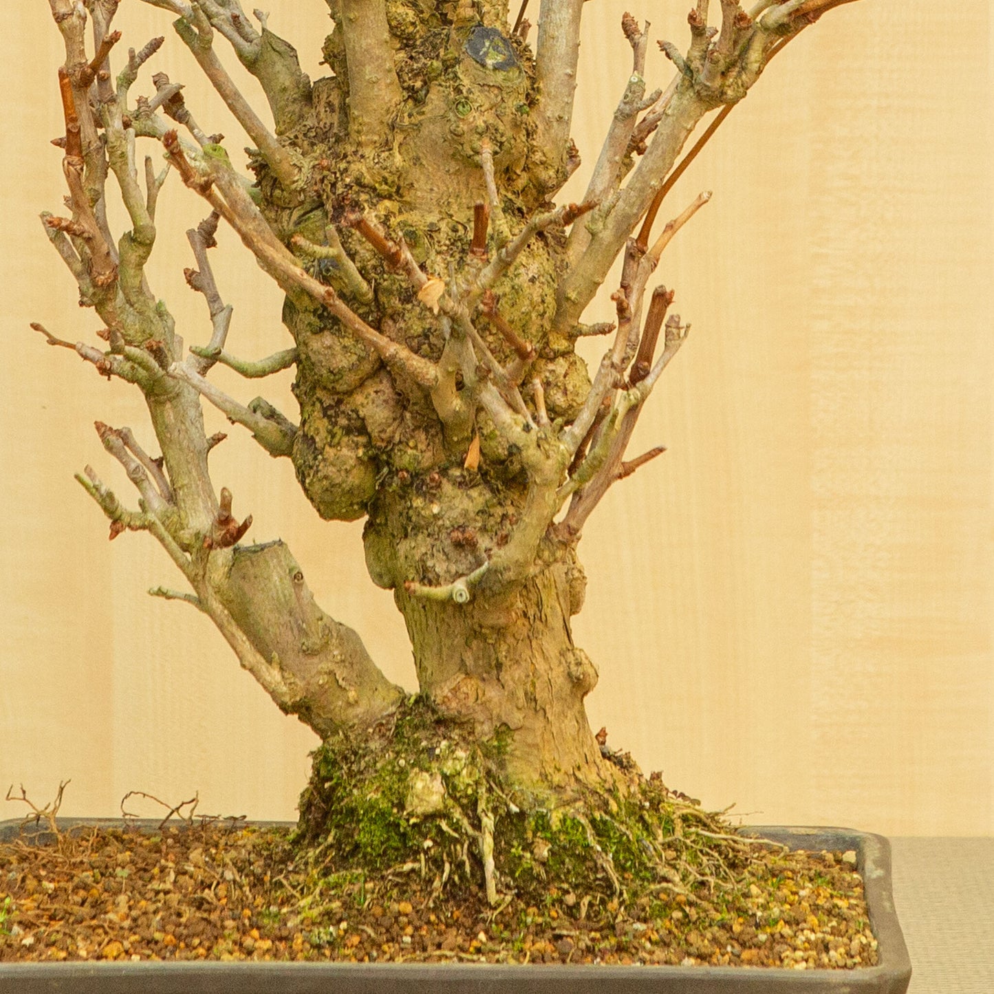 Bonsaï d'extérieur Ginkgo biloba, pot rectangulaire non émaillé, 32 cm, hauteur ~63 cm