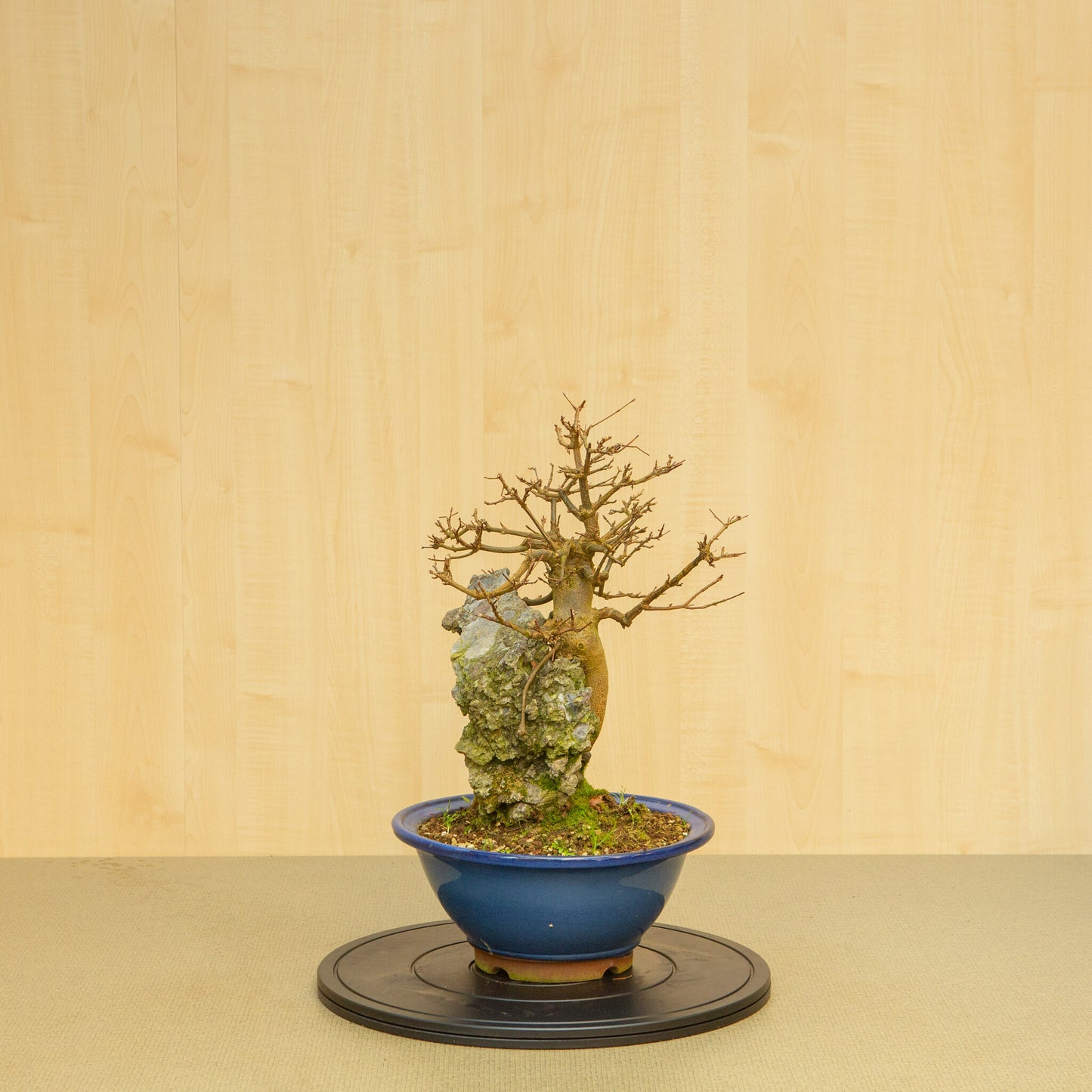 Buiten Bonsai Acer buergerianum met steenblauwe ovale pot 29 cm, hoogte ~51 cm