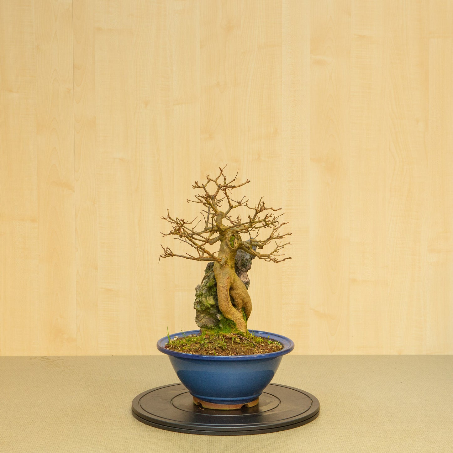 Buiten Bonsai Acer buergerianum met steenblauwe ovale pot 29 cm, hoogte ~51 cm