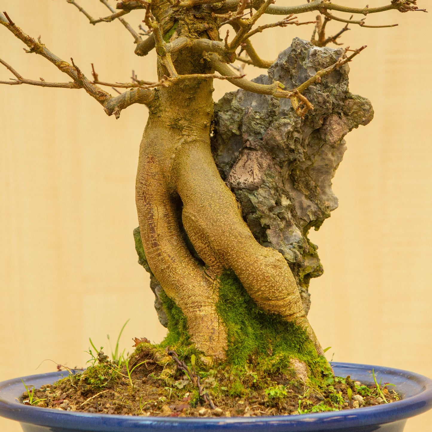 Buiten Bonsai Acer buergerianum met steenblauwe ovale pot 29 cm, hoogte ~51 cm