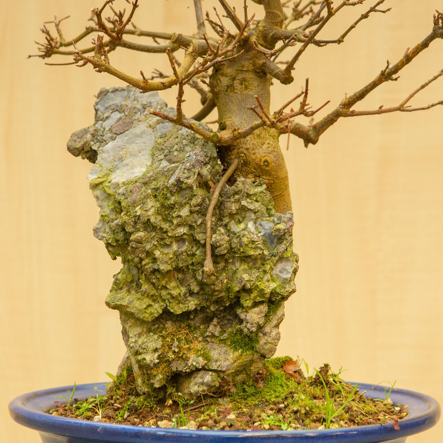Buiten Bonsai Acer buergerianum met steenblauwe ovale pot 29 cm, hoogte ~51 cm