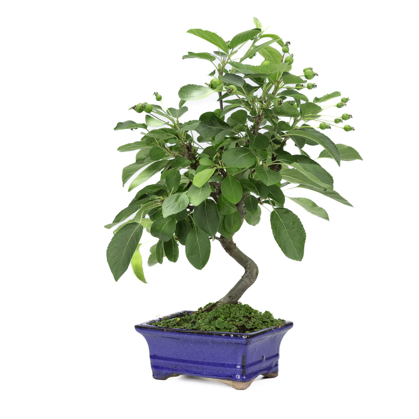 Bonsaï d'extérieur Malus, pot rectangulaire bleu de 15 cm, hauteur ~35 m