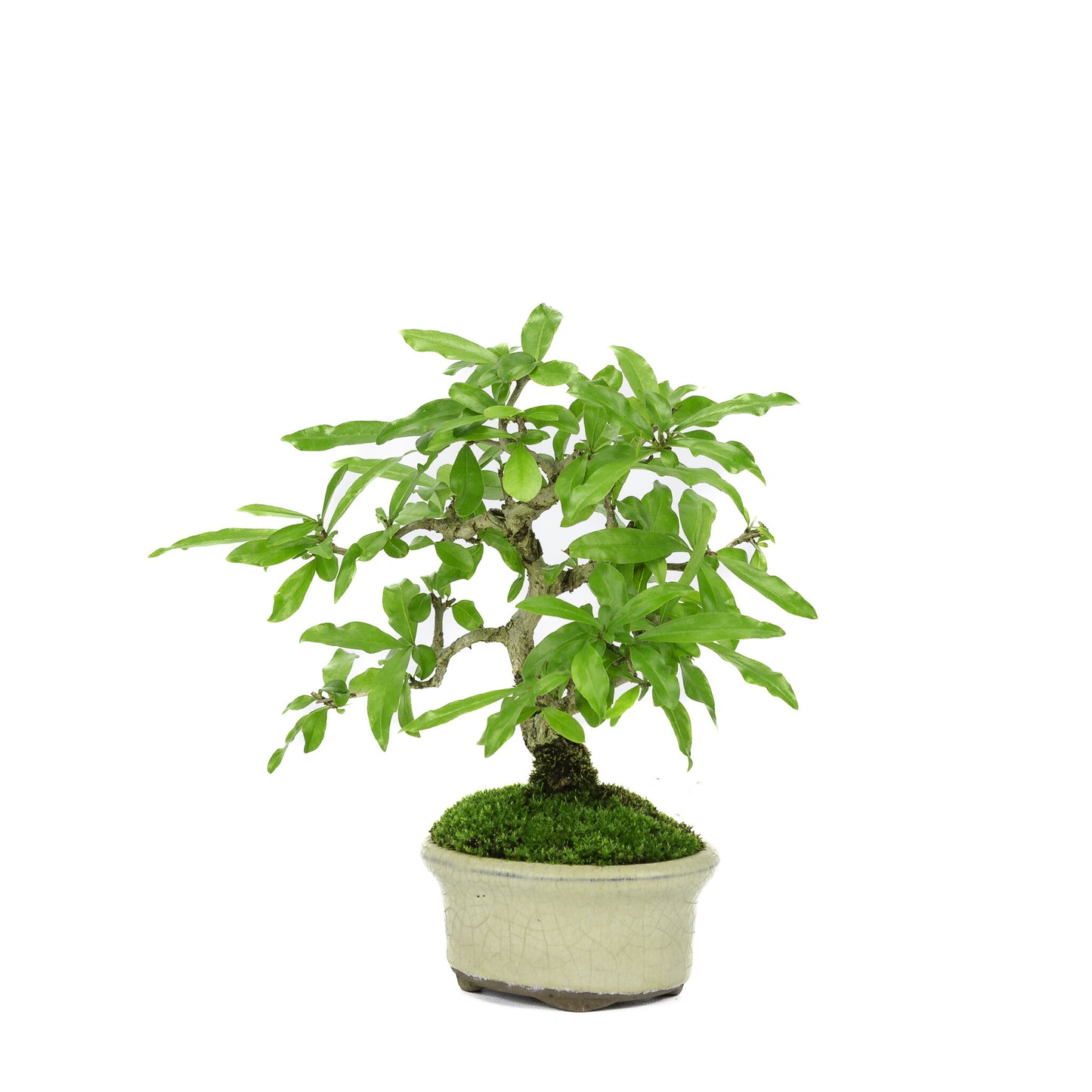 Bonsaï d'extérieur Shohin Punica Granatum pot ovale crème ~10 cm, hauteur ~19 cm