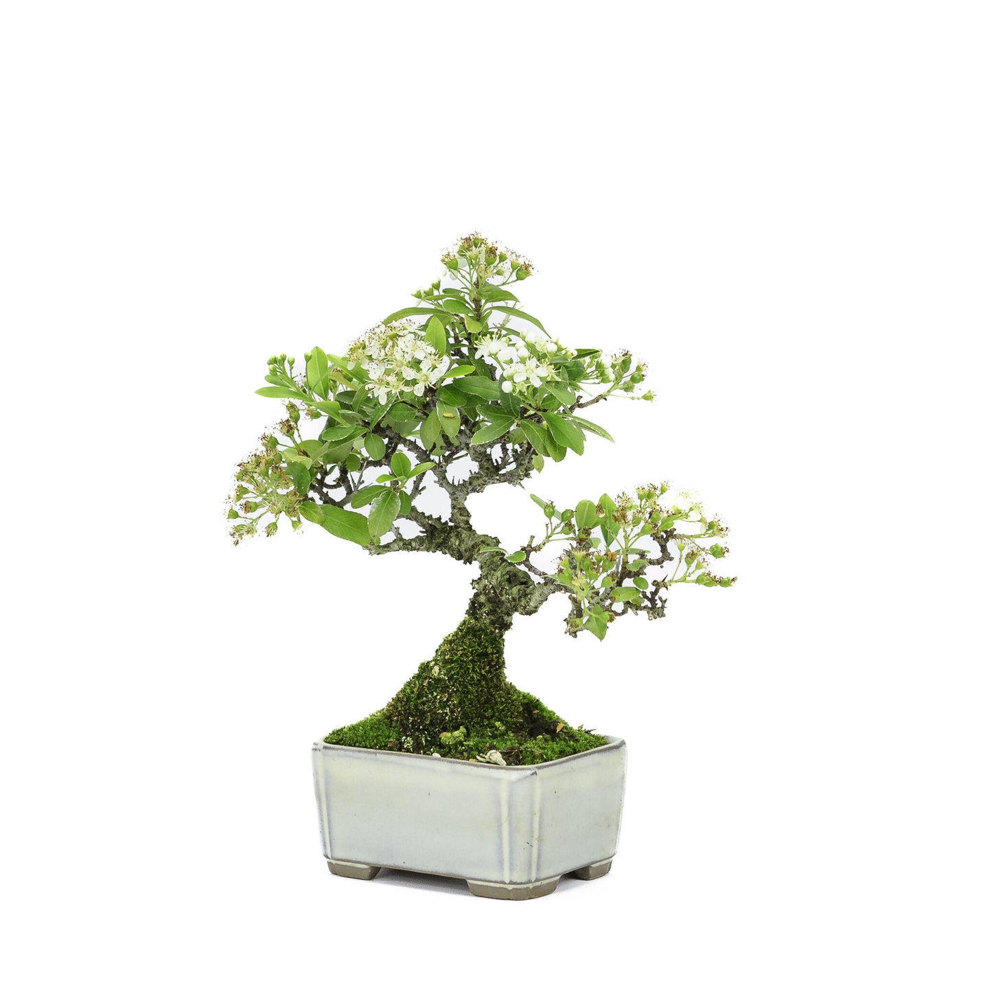 Bonsaï d'extérieur Shohin Pyracantha, pot rectangulaire crème, 8,5 cm, hauteur ~20 cm