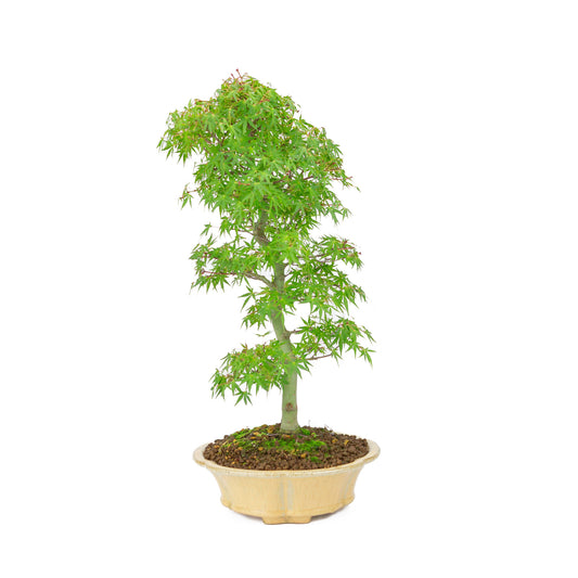 Bonsaï d'extérieur Acer palmatum orange beige chrysanthème rond 20 cm, hauteur ~ 48 cm