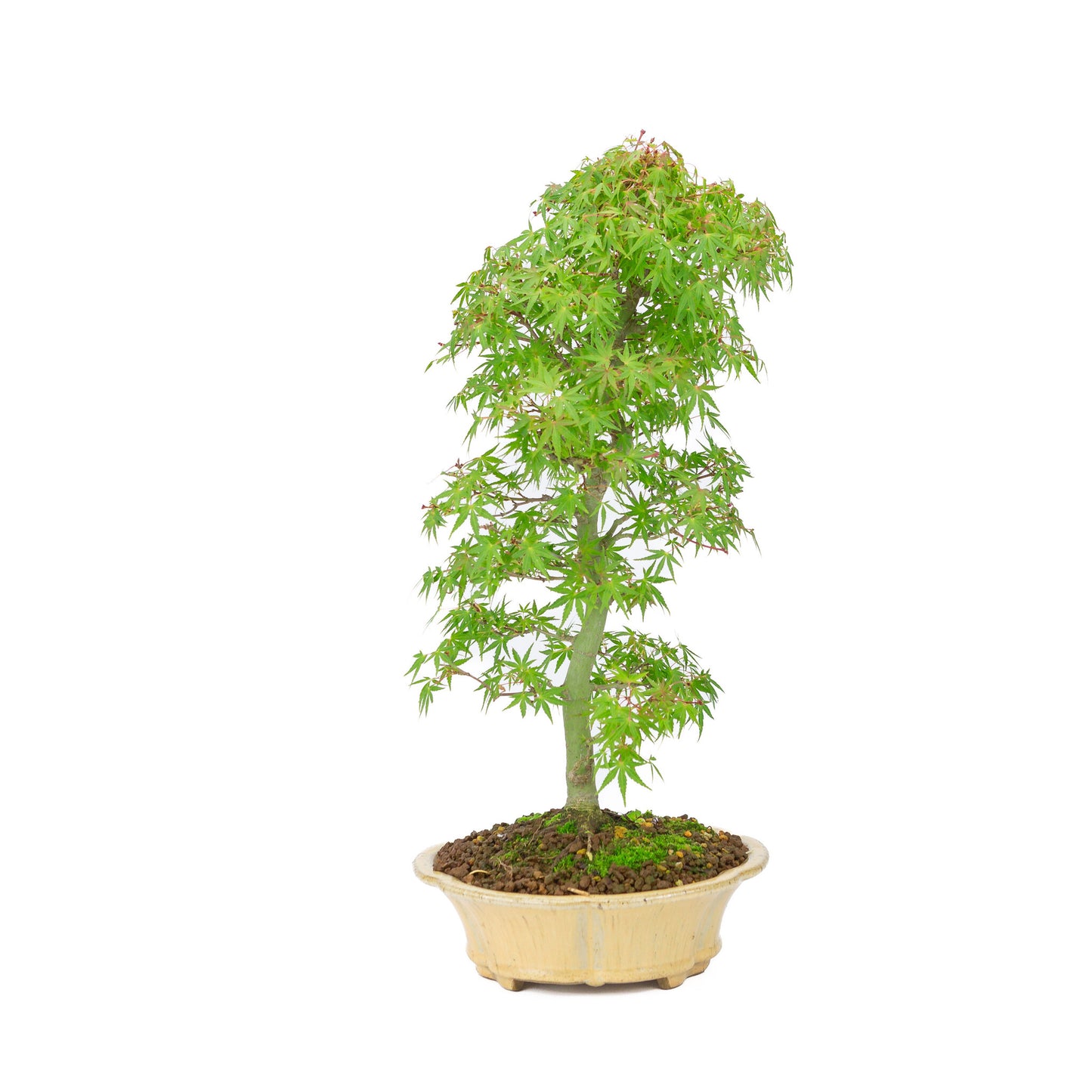 Bonsaï d'extérieur Acer palmatum orange beige chrysanthème rond 20 cm, hauteur ~ 48 cm