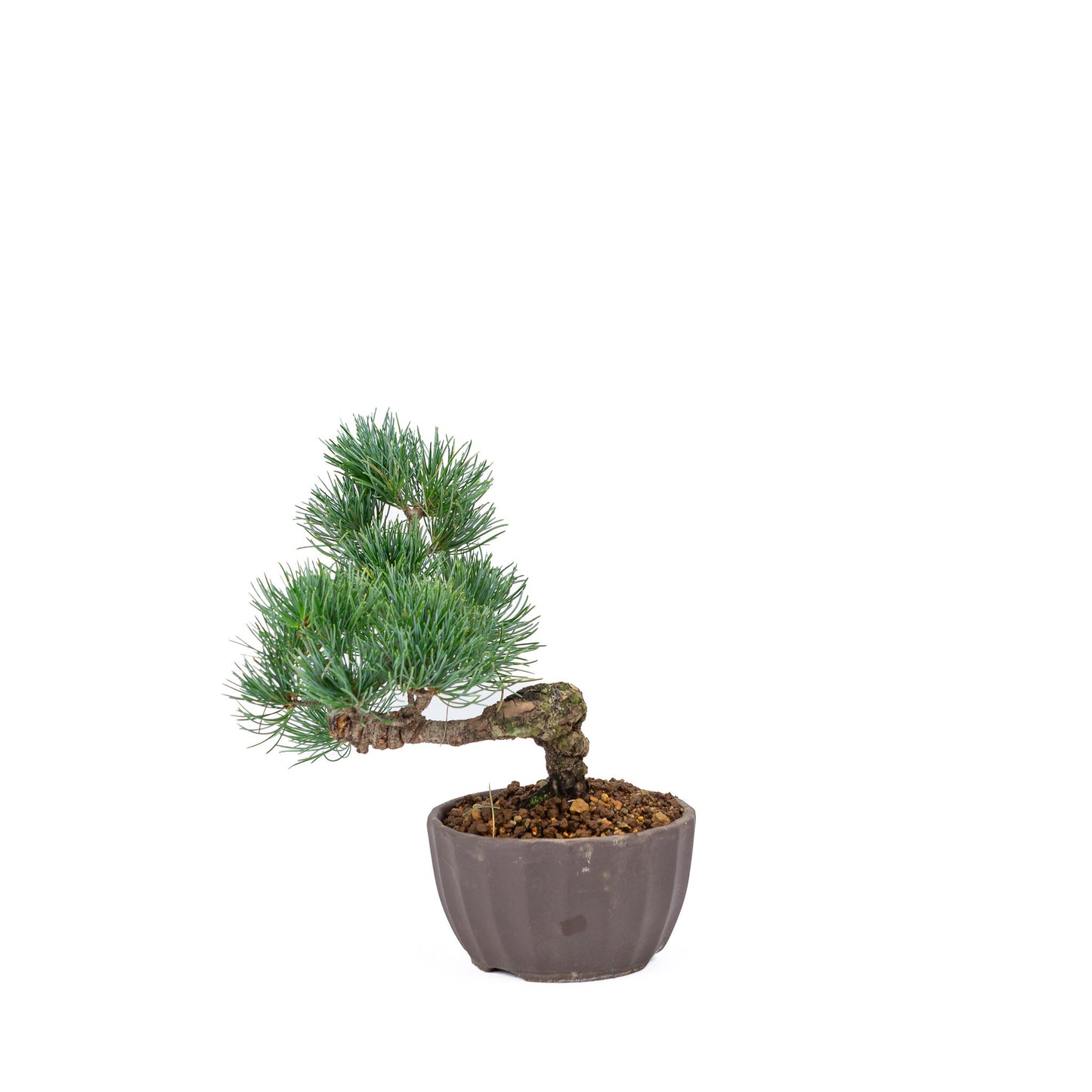Buiten Bonsai Pinus parviflora ongeglazuurde ronde pot 12cm, hoogte ~24cm