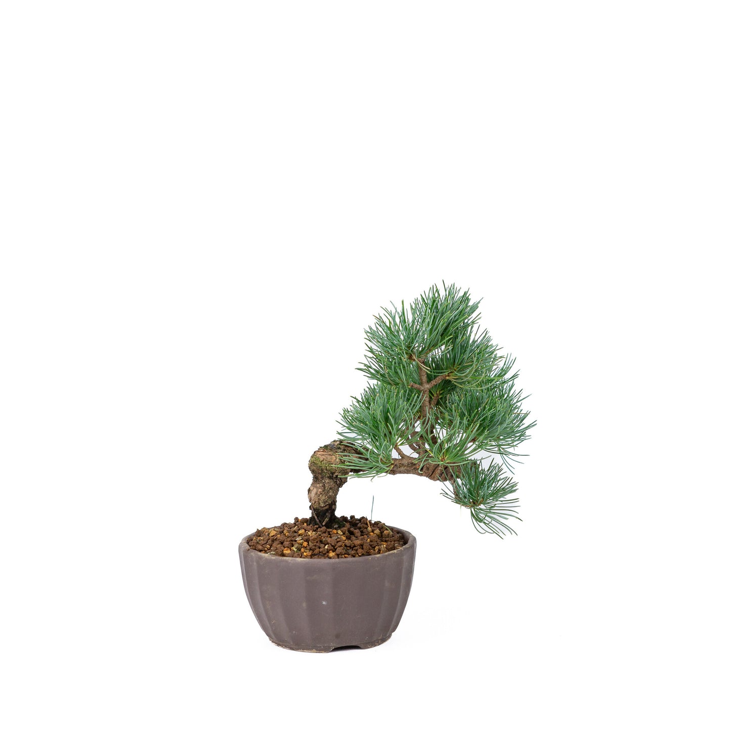 Buiten Bonsai Pinus parviflora ongeglazuurde ronde pot 12cm, hoogte ~24cm