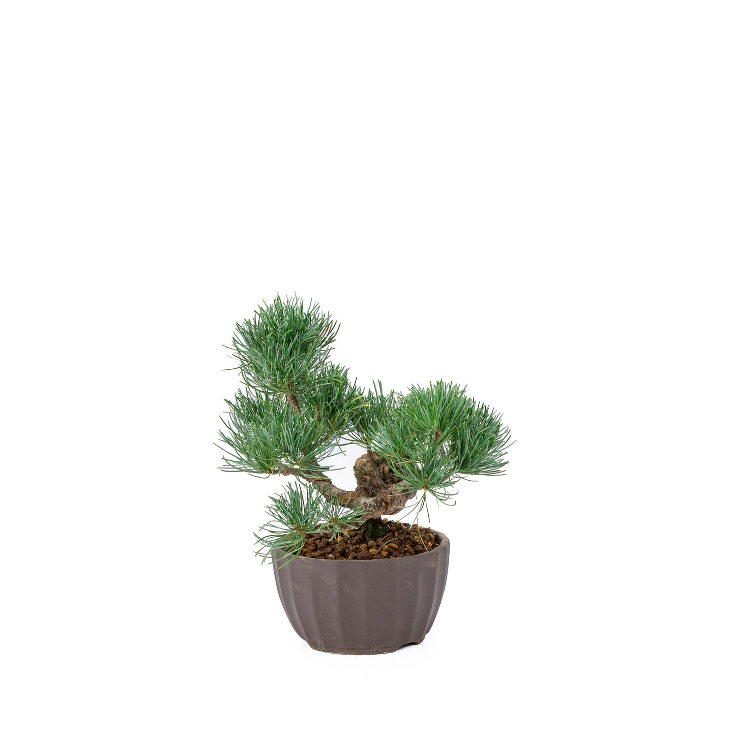 Buiten Bonsai Pinus parviflora ongeglazuurde ronde pot 12cm, hoogte ~24cm