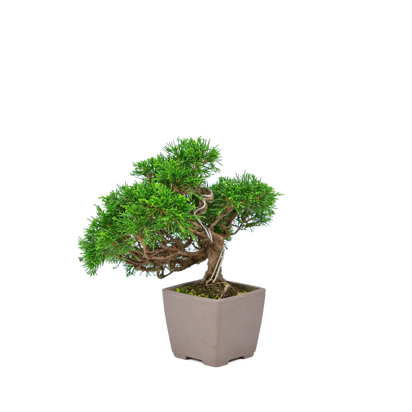 Bonsaï d'extérieur Juniperus chinensis 'Itoigawa' non émaillé, carré de 9 cm, hauteur ~25 cm