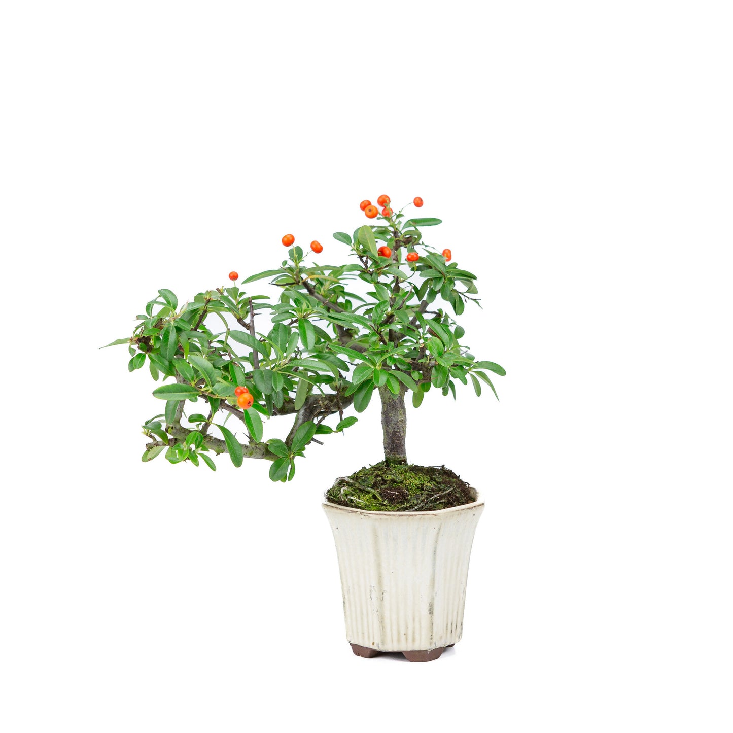 Buiten Bonsai Pyracantha half cascade zeshoekige creme pot 12cm, hoogte ~27cm